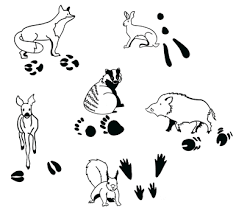 Tierspuren vektor abbildung illustration von abdruck 7692996 / tierspuren abbildungen | auch viele zusatzinfos gibt es:. Riesenstempel Tierspuren 12 Tlg Zwergentraume