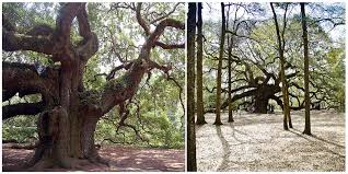 1 500 year old angel oak a truly