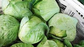 Résultat de recherche d'images pour "the best cabbage for salad"