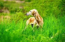 can dogs eat wheatgr benefits