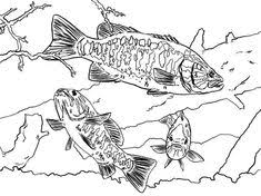 Rainbow fish template coloring page. 34 Best Bass Fish Coloring Pages Ideas Coloring Pages Fish Coloring Page Fish