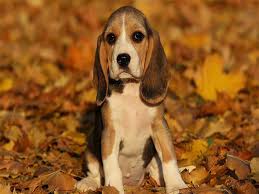 beagle coat color in kolkata