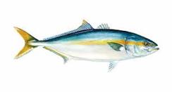 What does yellowtail fish taste like?