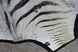 real zebra skin rug with felt backing