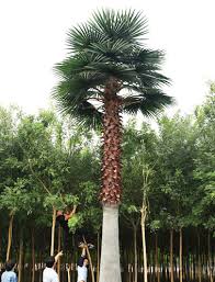 Artificial Palm Trees Supplier