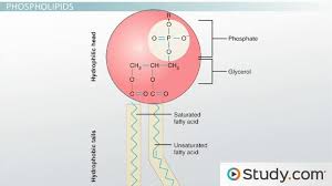 lipids types exle forms