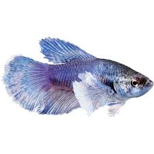Fish tanks come in all shapes and sizes from the gallon acrylic desktop variety to the 75 gallon saltwater aquarium. Buy Fish Online Betta Saltwater Aquarium Fish Petco