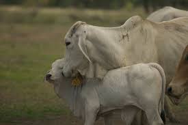 All about the brahman cattle breed, information, characteristics, temperament, milking,skin,meat, health , care, raising, breeding,feeding, breed associations,where to buy and much more. Food For Thought The Rise Of Australia S Mighty Brahman