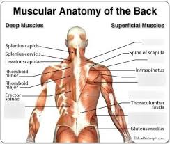 Muscle anatomy fitness 12 photos of the muscle anatomy fitness muscle anatomy and workout, muscle anatomy fitness, muscle anatomy workout, muscle anatomy workout chart, muscle and fitness bodybuilders anatomy chart, human muscles, muscle anatomy and workout, muscle anatomy fitness. Back Muscular Anatomy Diagram Quizlet