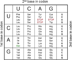 table of canonical genetic code