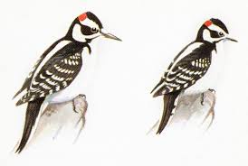 How To Tell A Hairy Woodpecker From A Downy Woodpecker Audubon