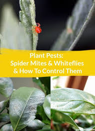 Male spider mites are about 1/50th of an inch long (.5mm) while females are slightly smaller at about. How To Control Plant Pests Spider Mites And Whiteflies