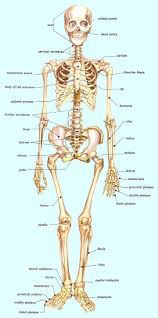 We express the osseous bony system with diagrame and examples in addition: Physical Health And The Human Body