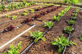 Useful Irrigation Systems For Your Garden