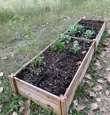 my first vegetable garden