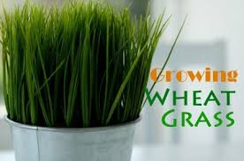 growing wheat gr and health benefits
