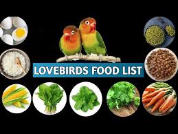 love birds food love birds food list