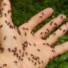 30 easy diy ways to get rid of ants in
