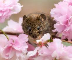 vole hd wallpapers and backgrounds