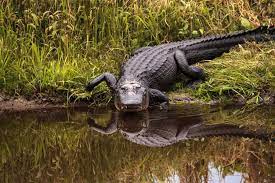 wild alligators in florida