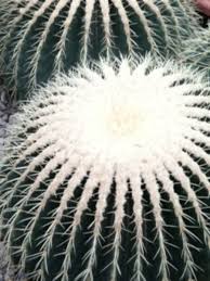 Grusonii ) is a common desert ornamental, noted for its striking golden spines; Caring For Indoor Barrel Cactus Dengarden