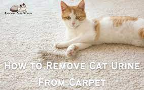 how to remove cat urine from carpet 5