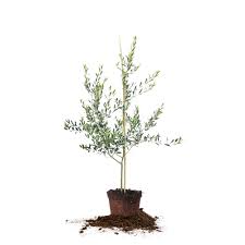 Arbequina Olive Tree For Sale Buy Olive Trees Online