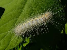 They have dense yellow setae (short hairs covering the body) that are mildly poisonous. Caterpillar Yellow Black With White Hair Hypercompe Suffusa Bugguide Net