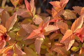 goldflame spirea offers multiple
