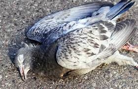 dead pigeon meaning what does it mean