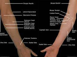 Symptoms of forearm tendinitis include pain along the forearm, tenderness, and stiffness. Forearm Pain Relief Cause And Treatment Deep Recovery