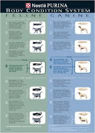 Body Condition Scoring Charts For The Dog And Cat