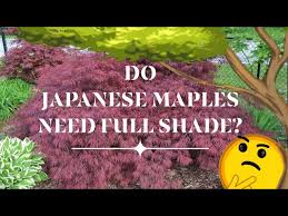 do anese maples need full shade