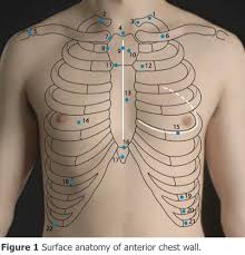 A mans chest like the rest of his body is covered with skin that has two layers. Clinical Examination Of The Chest Wall