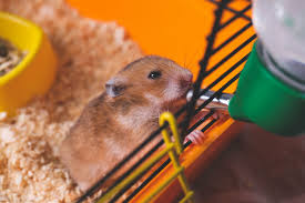syrian hamster the most popular