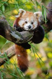 The red panda is one such species, and its adaptations are described in the following information. Top 10 Cutest Baby Animals In The World Cute Baby Animals Cute Animals Baby Animals