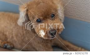 a pet dog toy poodle lying on the