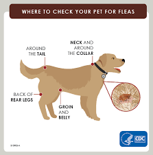 preventing fleas on your pets fleas cdc