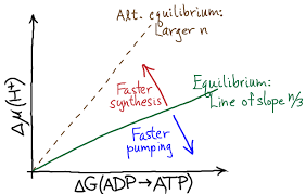 Synthesis Of Atp By Atp Synthase