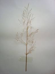 Agrostis capillaris - Wikipedia