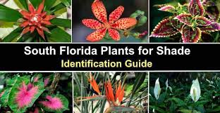 35 South Florida Plants For Shade With