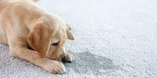 pet stains and odours on your rugs