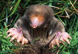 how to get rid of moles and keep them
