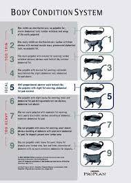 22 Logical Kitten Healthy Weight Chart