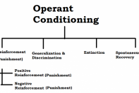 Skinners Theory On Operant Conditioning Psychestudy