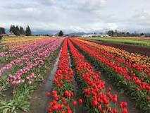 which-one-is-better-tulip-town-or-roozengaarde