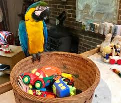 10 ideas for homemade parrot toys