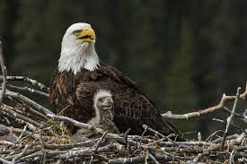 why bald eagles are no longer endangered