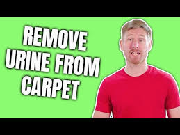 how to remove urine stains from carpet