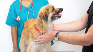 Male dogs that have not been neutered (castrated) can develop testicular cancer. Cancer In Dogs Symptoms Treatment Purina